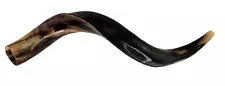 Yemenite Kudu Horn Polished Shofar 20'' Kosher