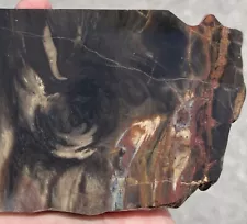 1Lb+ Opalized Petrified Wood Rough End Cut Slab Fossil Agatized Lapidary