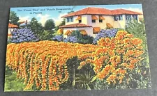 Postcard: FLAME VINE AND PURPLE BOUGAINVILLEA ~ FLORIDA