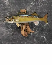 Walleye Skin Taxidermy Mount for Sale SKU 1024