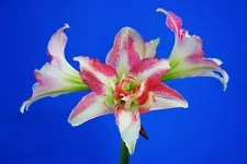 Original Hippeastrum cv. 'Double Top Rose' 1 bulb