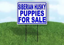 blue siberian husky puppies for sale