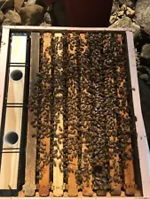 live honey bees for sale (5 Frame Nucs)