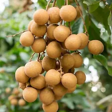 FRESH SEEDS ORGANIC - Longan - Dimocarpus longan - Kelengkeng - Cat eyes fruit