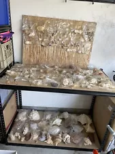 sea shells for sale