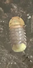 10+ rubber ducky isopods LAG