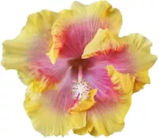 Hibiscus Flower Shrub, Cajun Color Bon Temp, Starter Plant