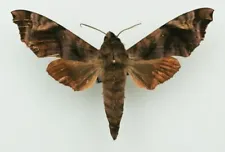 Sphingidae - Acosmeryx anceus sundana - Rosy Forest Hawkmoth - Indonesia