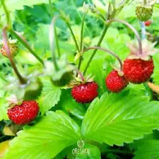 Wild Strawberry Fragaria vesca 30+ PCS / 300 PCS fresh seeds