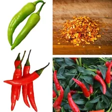 150+ Red Seeds Chili Hot Fresh Premium Organic Seeds-A Chile Peppers For Plant