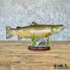 #28227 P | 22.5" Brown Trout Taxidermy Fish Mount For Sale