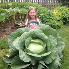 50 Giant Russian Cabbage Seeds Brassica oleracea Organic Vegetable S052