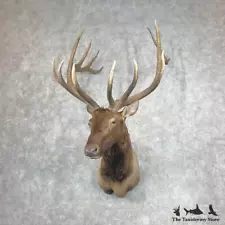 #26860 EL | Rocky Mountain Elk Taxidermy Shoulder Mount For Sale