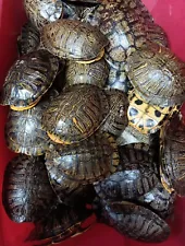 SALE (10) Red Eared Slider Turtle Shells 6" - 7" Taxidermy Oddity Craft