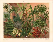 c1900 #2 TROPICAL HOUSE FOLIAGE PLANTS COLOR CHROMOLITHOGRAPH @10x13