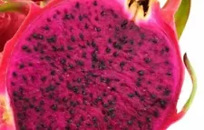 Thai Red dragon fruit cutting; highly productive red flesh with red skin (8'')