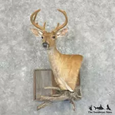 #27660 P | Whitetail Deer Taxidermy Shoulder Mount For Sale