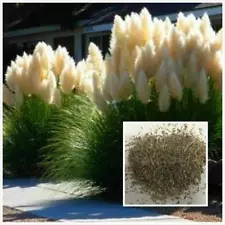 100/200x Purple Pampas Grass Seeds Rare Unusual Stunning Garden Plant *