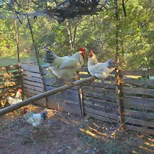 (5)Fresh Fertile Chicken Hatching Eggs Rare Breed critically Endangered Delaware