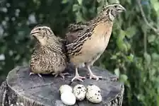 5 Fertile Hatching Eggs Quail Coturnix JUMBO Brown Japanese Pharaoh