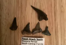 fossil shark teeth