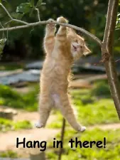 HANG IN THERE CAT GLOSSY POSTER PICTURE PHOTO BANNER PRINT baby funny meme 6541