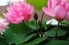 30 Lotus Flower Seeds Water Bonsai Flower Plant Mixed Nymphaea seeds