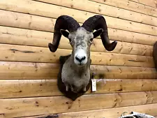 Shoulder Mount Desert Bighorn Sheep Real Horn Stone Dahl Taxidermy WB2