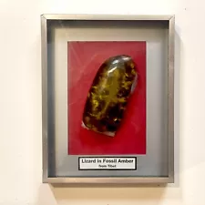 Lizard In FOSSIL AMBER 4.5 Inch From Tibet (9.5x7.5 Frame)