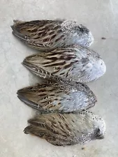 Pheasant Wings for training or crafts,fly Tying Etc. You Get 2 Pair, 4 Wings.