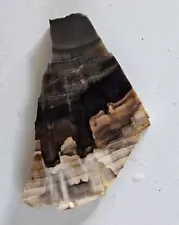 Ginkgo Petrified Wood Slab Washington 49 grams