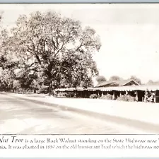 1937 Vacaville, CA Nut Tree RPPC Black Walnut R Jeffers Real Photo Postcard A200