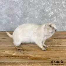 #27117 WC* | Albino Prairie Dog Life-Size Mount For Sale