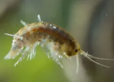 Live Freshwater Gammarus Shrimp, Freshwater Scuds, Live Fish Food, Clean up Crew