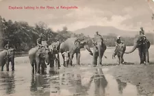 KATUGASTOTA SRI LANKA ELEPHANTS BATHING IN RIVER c1910 POSTCARD 082124 T