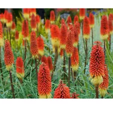 100 TORCH LILY Red Hot Poker / Tritoma / Kniphofia Uvaria Flower Seeds