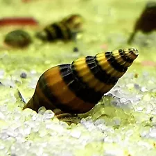 ASSASSIN SNAIL X 1 LIVE SNAIL EATER CLEA HELENA FISH TANK FRESHWATER AQUARIUM