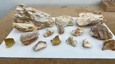 Box of opalized wood, Nevada