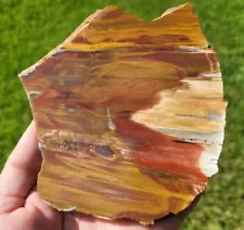 Rip/Board Cut Araucaria Amarillo Texas Triassic Rainbow Wood Color