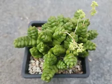 mermaids tail succulent for sale