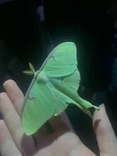 Living Luna Moth Eggs: 10 for 10 **check description**