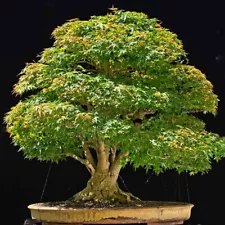 20 Maple Seeds Maple Tree Seed Ornamental Bonsai Tree