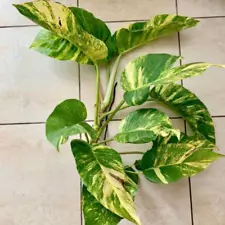 Giant Hawaiian Variegated Rooted Cuttings Golden Pothos Epipremnum Fenestrated