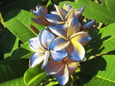 "RACHANON" FRAGRANT PLUMERIA CUTTING 7-12 INCH WITH ROOTED PLANT FRESH