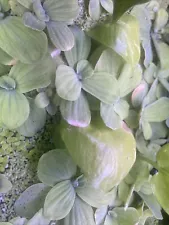 8 Pieces Large Water Lettuce - Fresh And Clean Floating Pond Plant $15