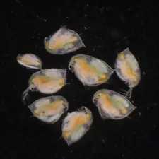 Daphnia Magna Eggs Excellent Live Food for Fish Betta Guppy Fish Aquarium 1 Caps