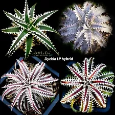 Dyckia LP hybrid seeds for sale by Little One Plant Nursery