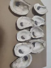 Baker's Dozen Oyster Shells Under 3 inch