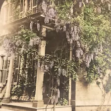 Emmons Newark NY Purple Chinese Wisteria Advertising Stereoview SB5