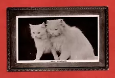 PERSIAN CAT & KITTEN postcard TUCK's REAL PHOTOGRAPH family pet fur animal tame